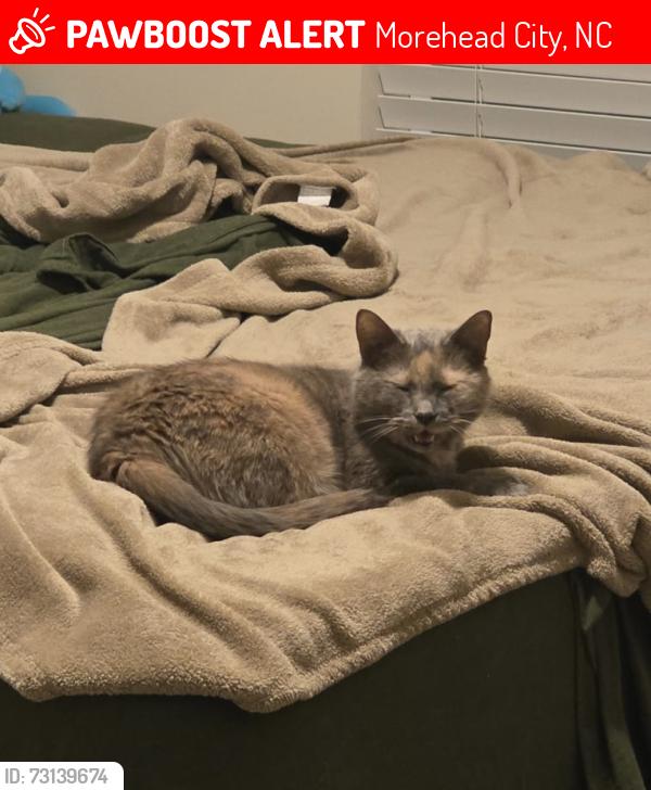 Lost Female Cat last seen The Preserve in Morehead, Morehead City, NC 28557