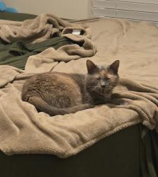 Lost Female Cat last seen The Preserve in Morehead, Morehead City, NC 28557