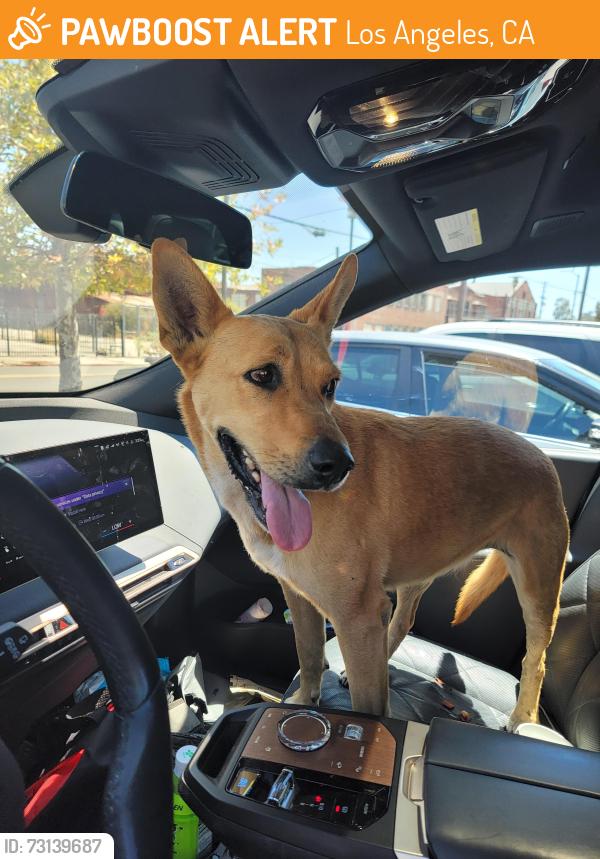 Found/Stray Unknown Dog last seen Near fwy / Cesar chavez exit, Los Angeles, CA 90033