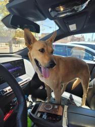 Found/Stray Unknown Dog last seen Near fwy / Cesar chavez exit, Los Angeles, CA 90033