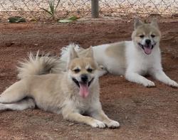 Found/Stray Male Dog last seen Jones, Las Vegas, NV 89107