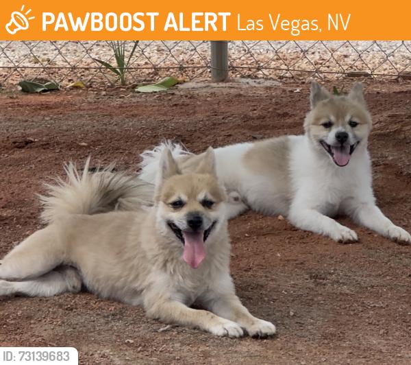 Found/Stray Male Dog last seen Jones, Las Vegas, NV 89107