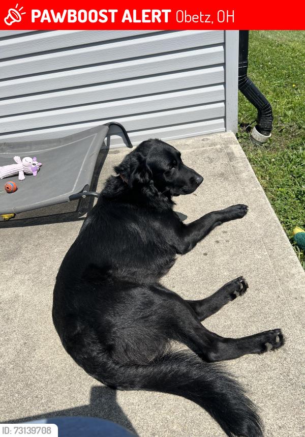 Lost Male Dog last seen By possum holler , Obetz, OH 43207