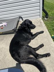 Lost Male Dog last seen By possum holler , Obetz, OH 43207