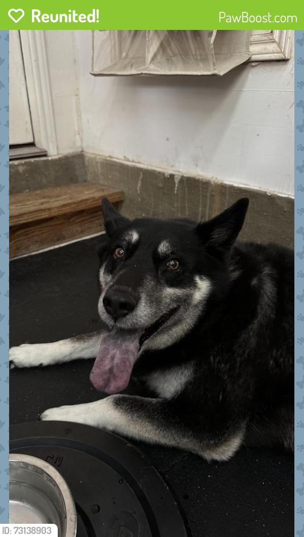Reunited Female Dog last seen Kelly boulevard and Timber oaks dr, Carrollton, TX 75011