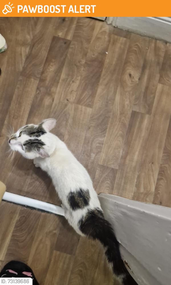 Found/Stray Male Cat last seen West Bromwich high street, West Midlands, England B70 6ND