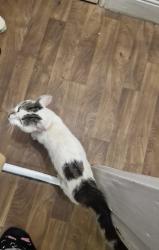 Found/Stray Male Cat last seen West Bromwich high street, West Midlands, England B70 6ND