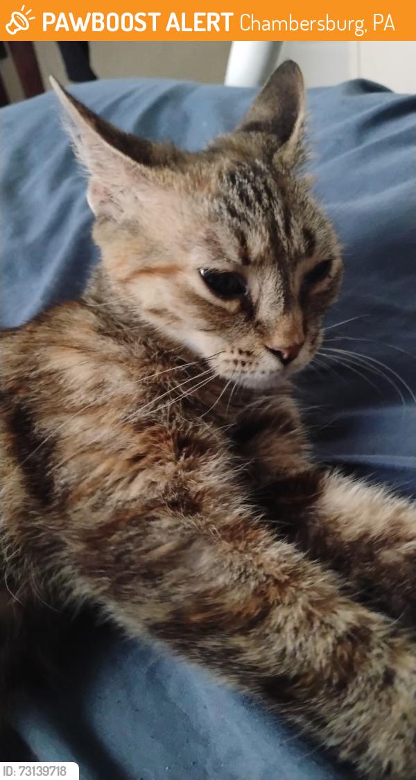 Rehomed Female Cat last seen On Sycamore Grove Rd, Chambersburg, PA 17202