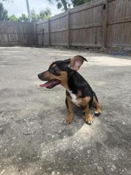 Found/Stray Female Dog last seen Waffle hse on 52nd Ave n, St. Petersburg, FL 33714