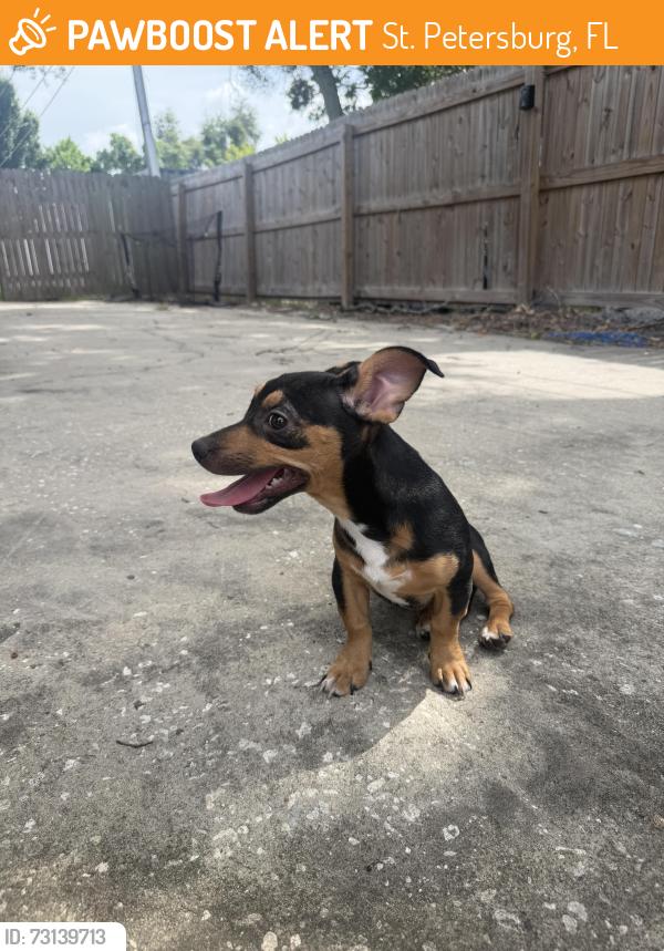 Found/Stray Female Dog last seen Waffle hse on 52nd Ave n, St. Petersburg, FL 33714