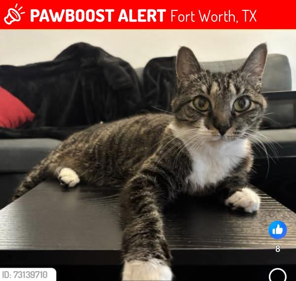 Lost Female Cat last seen Ridgmar Place, Fort Worth, TX 76116