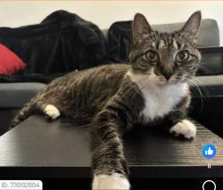 Lost Female Cat last seen Ridgmar Place, Fort Worth, TX 76116