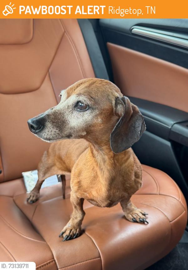 Found/Stray Male Dog last seen Ridgetop, Ridgetop, TN 37152