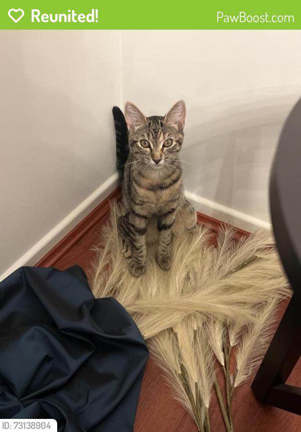 Reunited Female Cat last seen Woolworths, 205 Greens Rd. Wyndham Vale, Wyndham Vale, VIC 3024