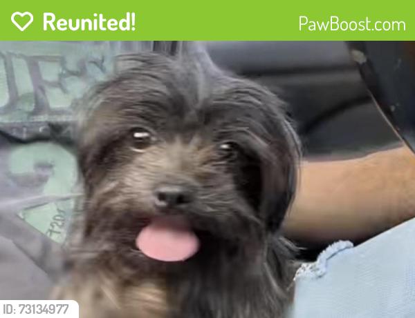 Reunited Unknown Dog last seen Funston St, Hollywood, FL 33020