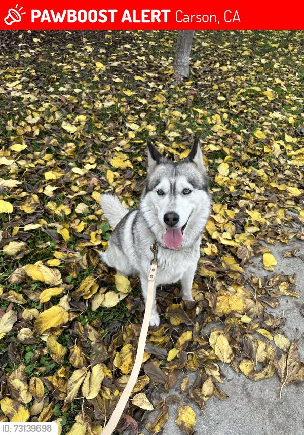Lost Female Dog last seen 232nd Place Elementary School, Carson, CA 90745