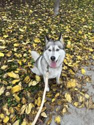 Lost Female Dog last seen 232nd Place Elementary School, Carson, CA 90745