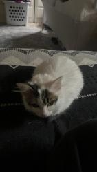 Reunited Female Cat last seen Front porch, Richmond, CA 94804