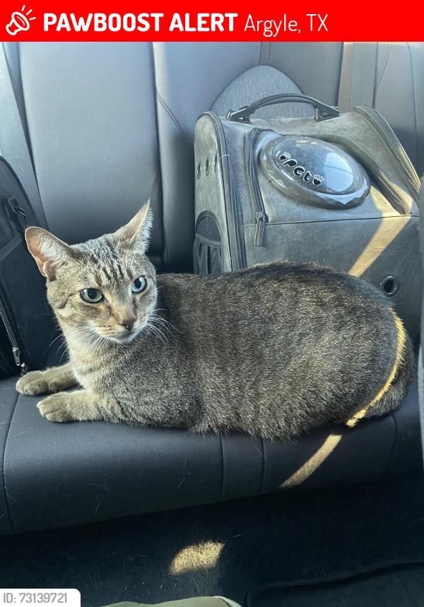 Lost Male Cat last seen Near and Bonnie brae street, Argyle, TX 76226