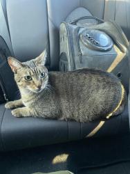 Lost Male Cat last seen Near and Bonnie brae street, Argyle, TX 76226