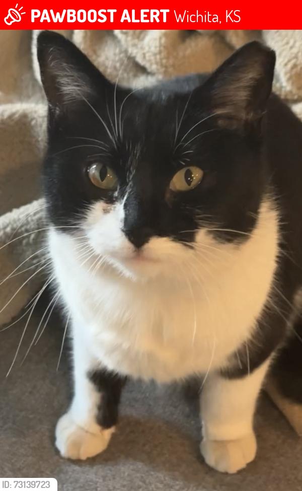 Lost Female Cat last seen Central & Meridian, Wichita, KS 67203