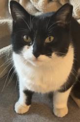 Lost Female Cat last seen Central & Meridian, Wichita, KS 67203