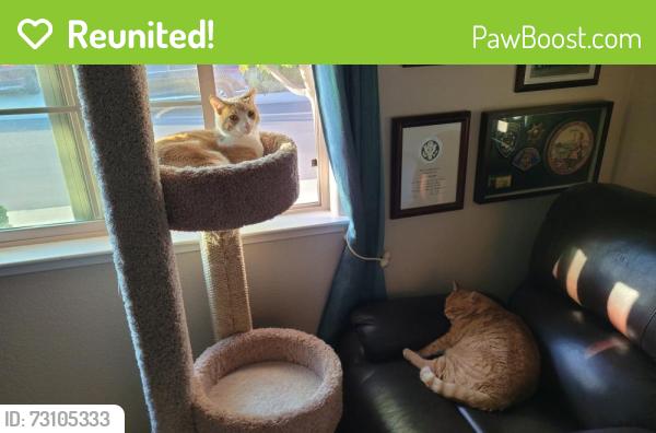 Reunited Male Cat last seen Malbec and Dolcetto, Placer County, CA 95747