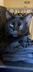 Lost Male Cat last seen Near e 15th st Des moines, Des Moines, IA 50316