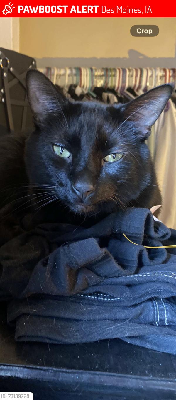 Lost Male Cat last seen Near e 15th st Des moines, Des Moines, IA 50316