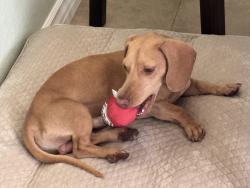 Reunited Male Dog last seen Dog Beach, PCH, Golden West, 22nd, 20nd, Huntington Beach, CA 92648