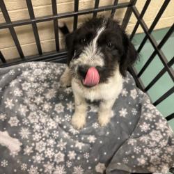 Shelter Stray Male Dog last seen , 2350 Appling City Cove, Memphis, TN 38133, USA