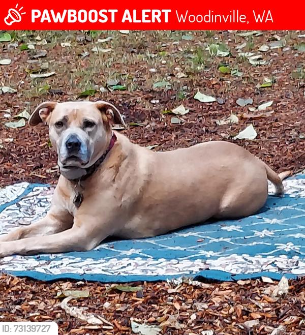 Lost Female Dog last seen Near NE Woodinville Dr, Woodinville, WA 98072, Woodinville, WA 98072