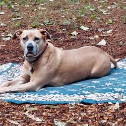 Lost Female Dog last seen Near NE Woodinville Dr, Woodinville, WA 98072, Woodinville, WA 98072