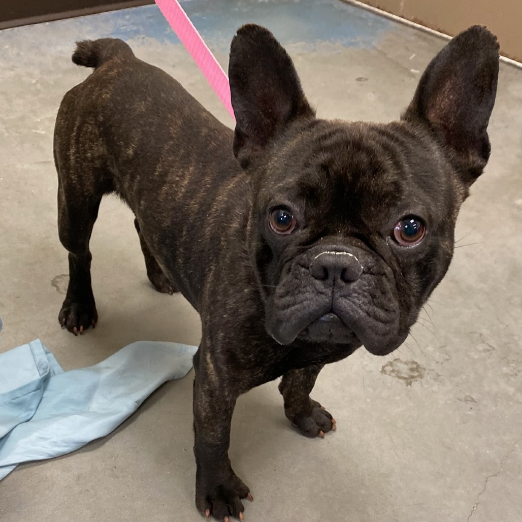 Shelter Stray Male Dog last seen , 2350 Appling City Cove, Memphis, TN 38133, USA