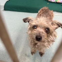Shelter Stray Female Dog last seen , 12910 Yukon Ave, Hawthorne, CA 90250, USA