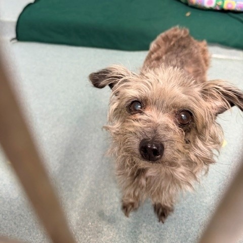 Shelter Stray Female Dog last seen , 12910 Yukon Ave, Hawthorne, CA 90250, USA