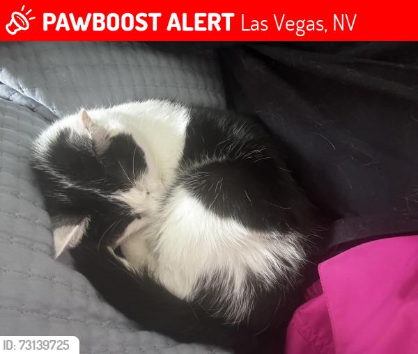 Lost Female Cat last seen Windmill and Pollock, Las Vegas, NV 89123