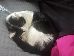 Lost Female Cat last seen Windmill and Pollock, Las Vegas, NV 89123