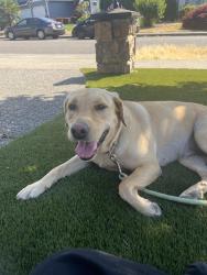 Found/Stray Female Dog last seen Near se 298th pl auburn wa 98092, Auburn, WA 98092