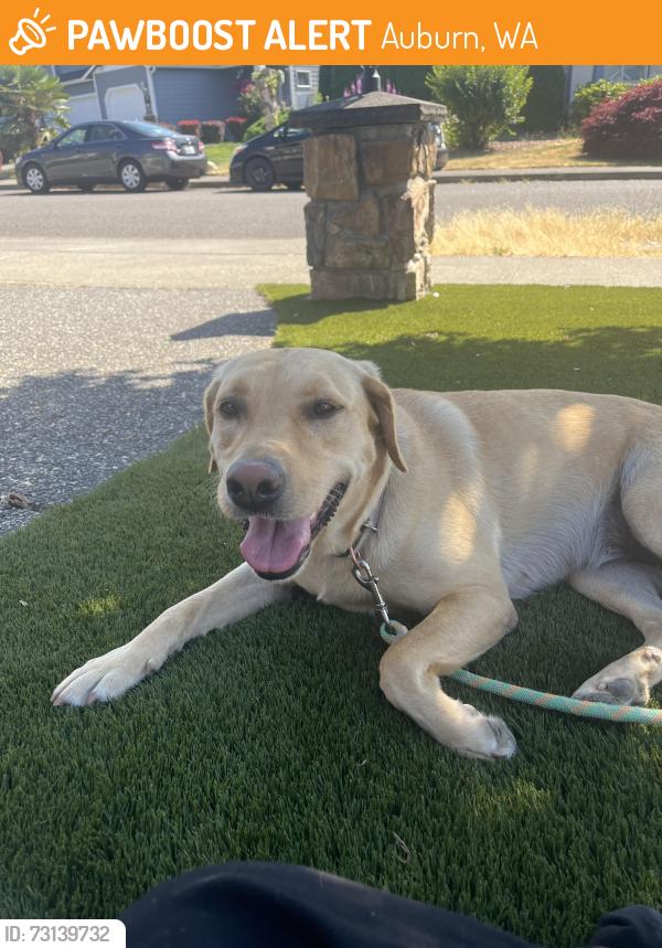 Found/Stray Female Dog last seen Near se 298th pl auburn wa 98092, Auburn, WA 98092