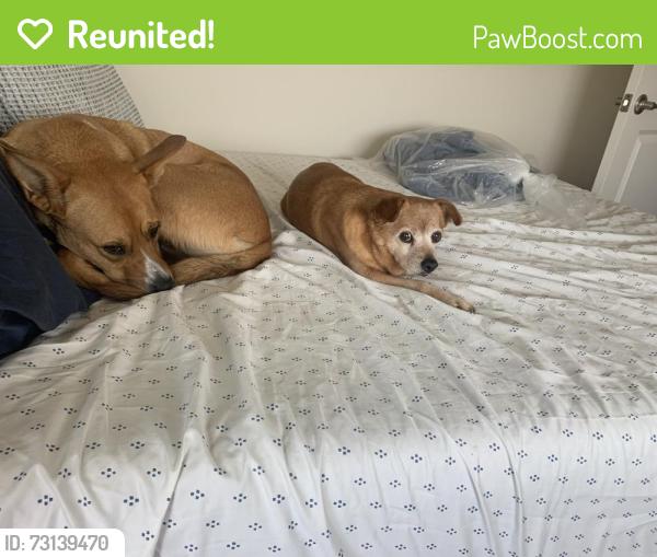 Reunited Male Dog last seen Next to the tennis courts, Katy, TX 77450