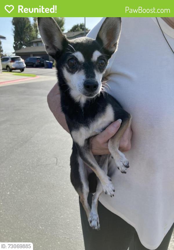 Reunited Female Dog last seen Los Coyotes, Del Amo, Pioneer Blvd., Lakewood, CA 90715