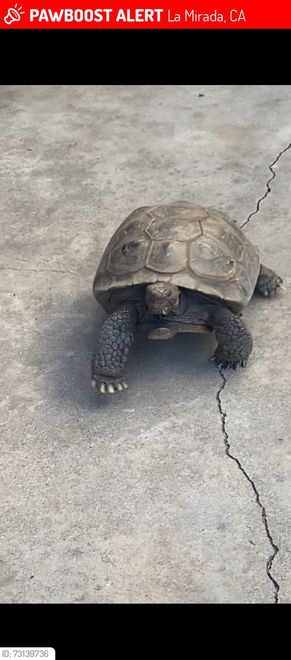 Lost Male Other last seen Crosswood, La Mirada, CA 90638