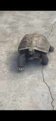 Lost Male Other last seen Crosswood, La Mirada, CA 90638