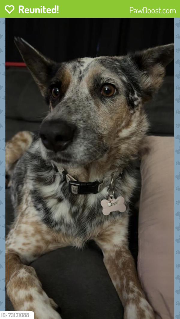 Reunited Female Dog last seen Denton & Messina DR SW, Albuquerque, NM 87121