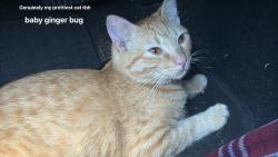 Lost Male Cat last seen Airport Rd, Everett, WA 98037
