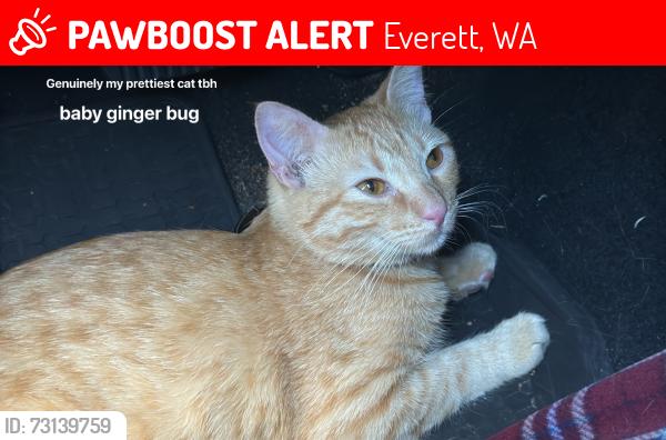 Lost Male Cat last seen Airport Rd, Everett, WA 98037