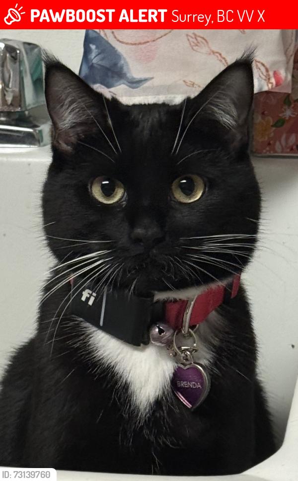 Lost Female Cat last seen 132st and 90ave, Surrey, BC V3V 6X4