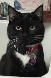 Lost Female Cat last seen 132st and 90ave, Surrey, BC V3V 6X4