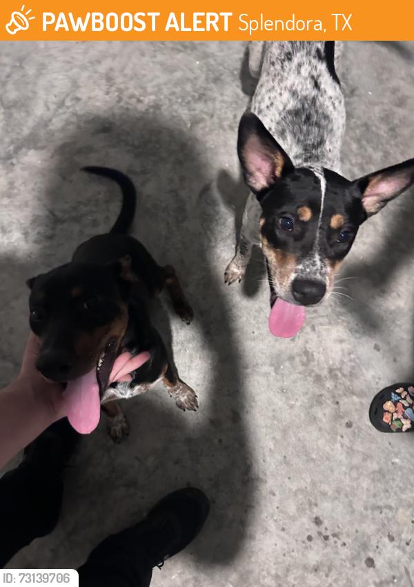 Found/Stray Male Dog last seen Haven at Harrington Trails, Splendora, TX 77372